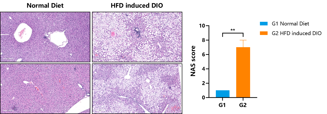 降脂增肌，减肥药物开发必备模型！