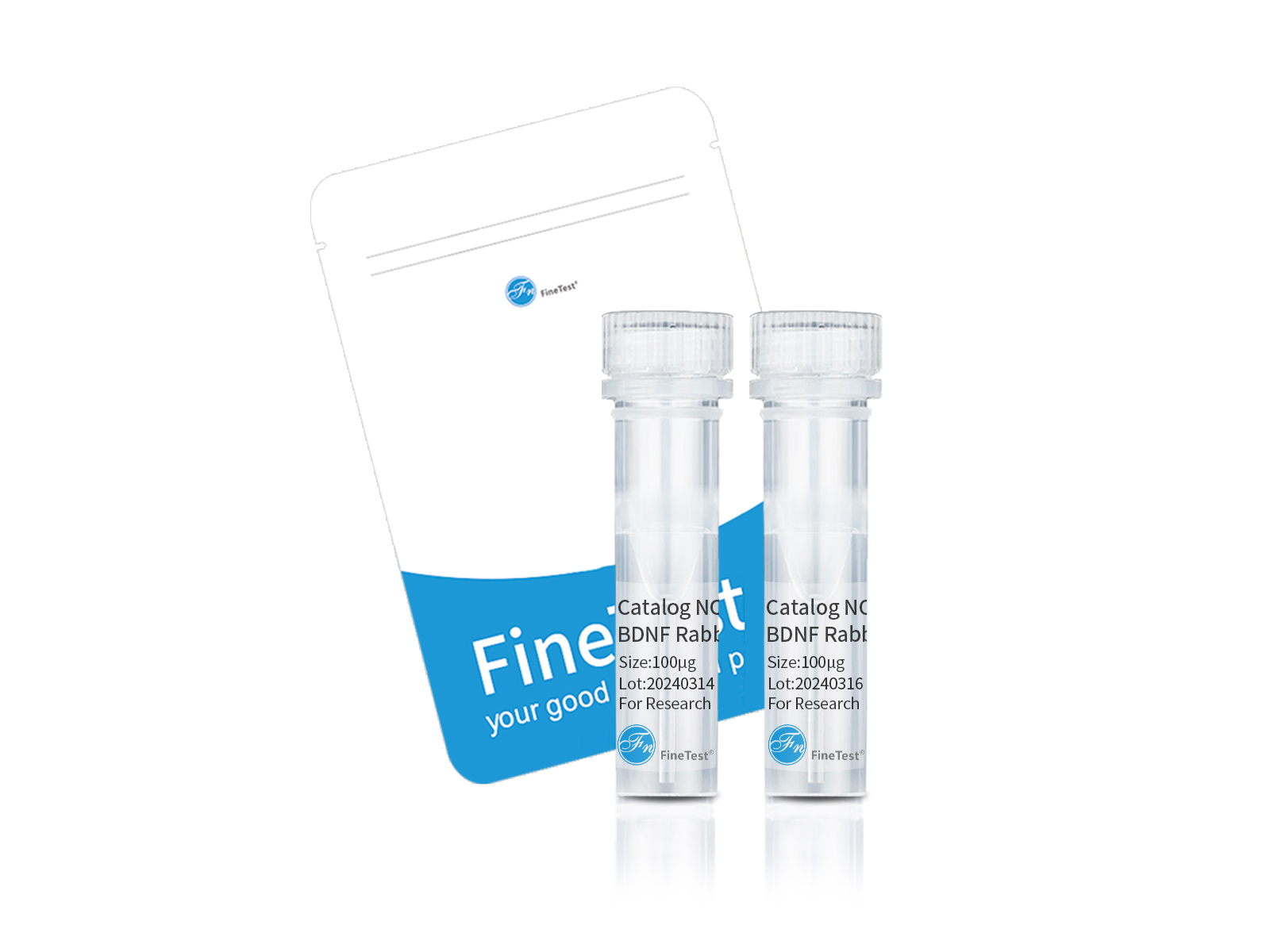 CPNE1 antibody|CPNE1抗体