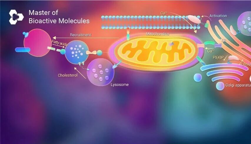 细胞通讯还只知道囊泡 国自然热点追踪—细胞器互作, 带你深度解析细胞器膜接触位点 (MCS)∶ 机制、衔接蛋白与功能表征