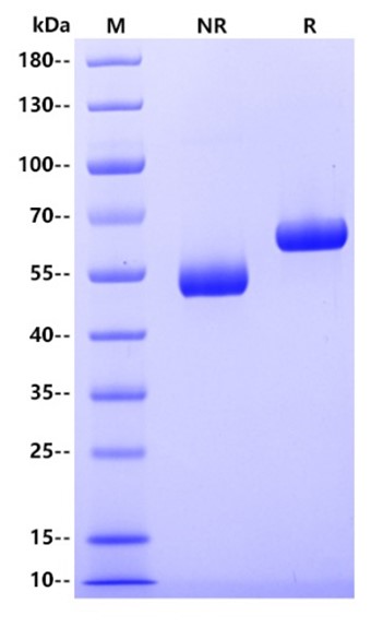 VSV G (ΔTM)重组蛋白，我来了