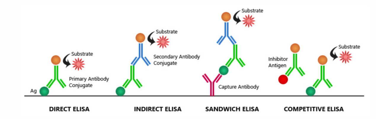 酶联免疫吸附测定（ELISA）技术：原理、方法与问题解析
