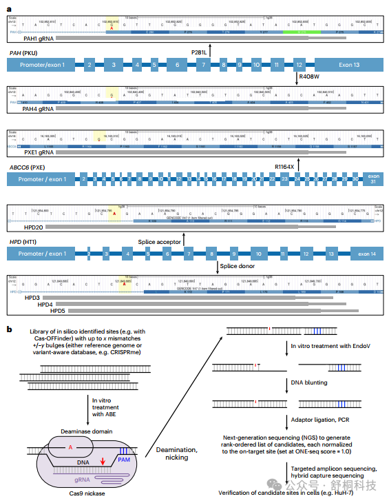 Nature Biomedical Engineering | Hybrid gRNA技术破解碱基编辑