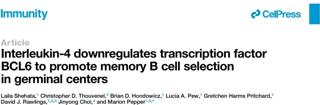 免疫界 “开关” 揭秘：IL-4 如何通过 BCL6 筛选高效记忆 B 细胞？