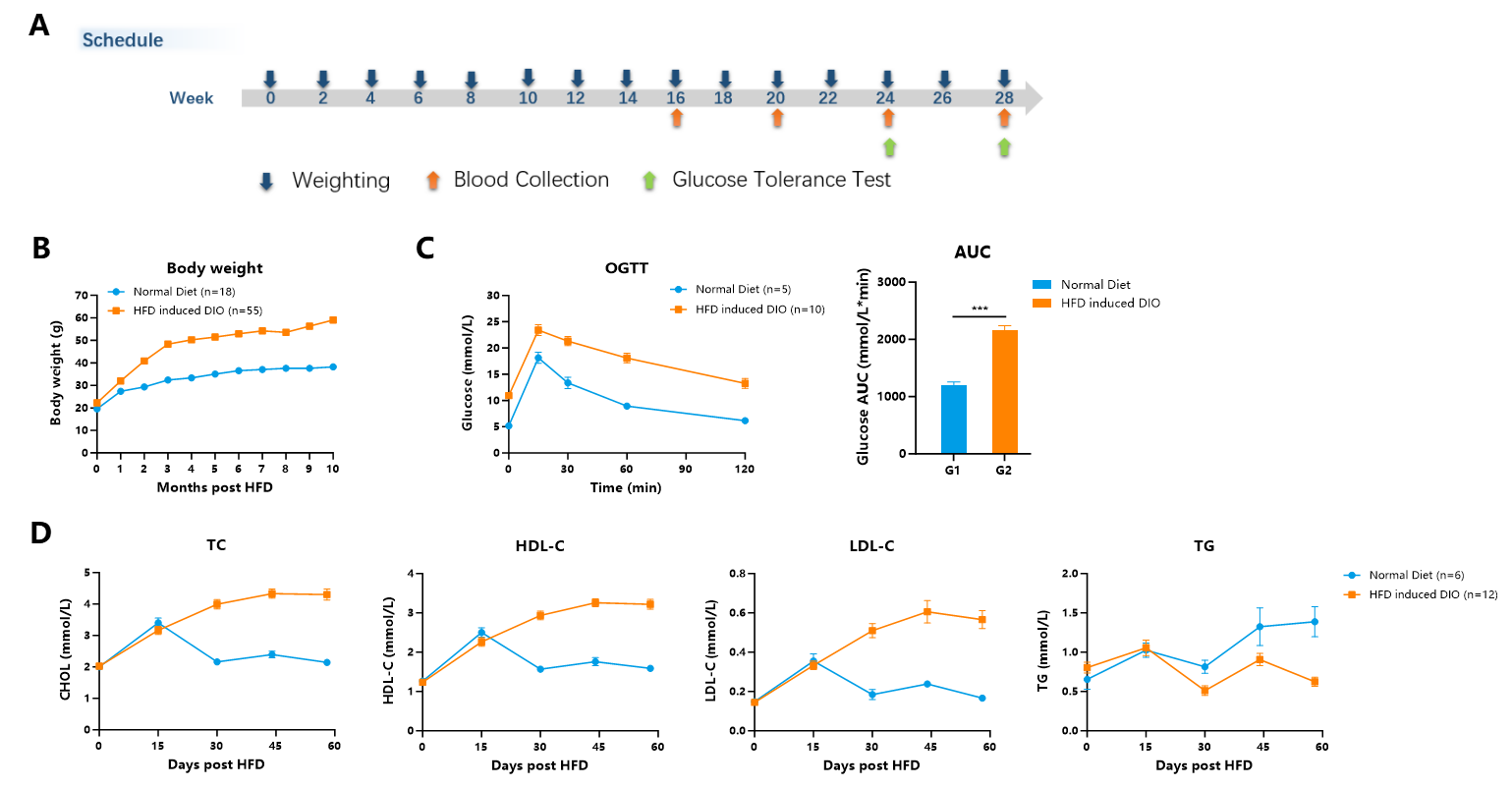 降脂增肌，减肥药物开发必备模型！
