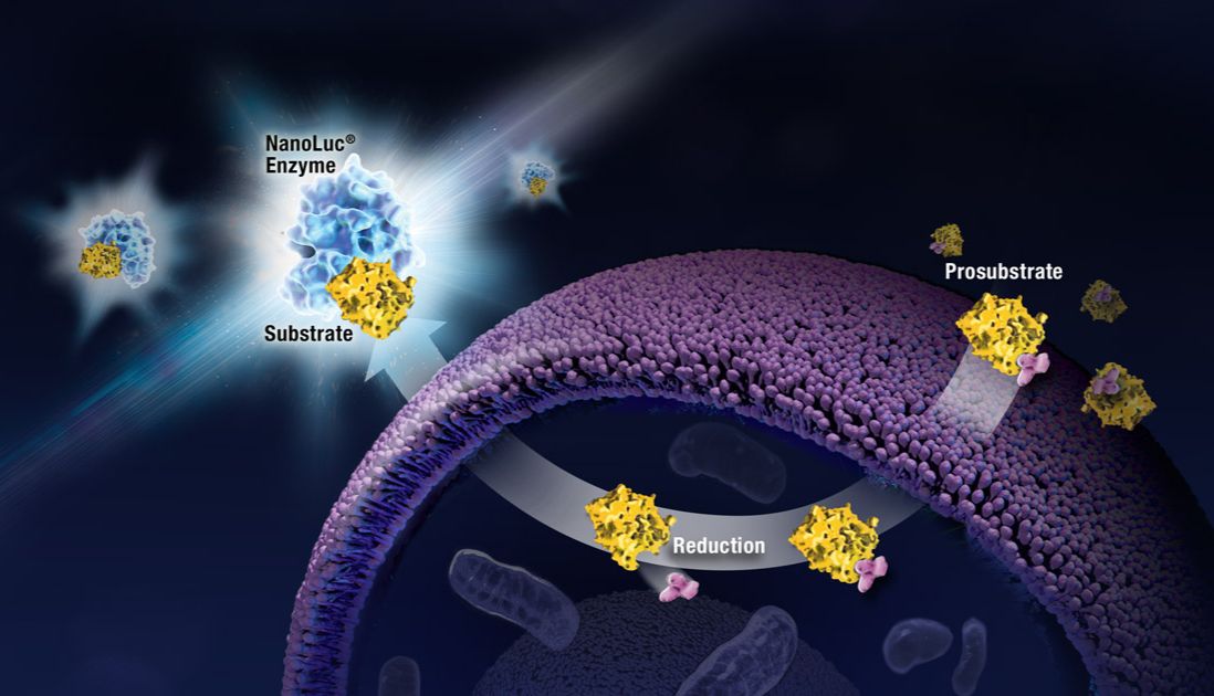 漫画短剧 | RealTime-Glo™ MT为你的细胞活力“实时在线打Call”