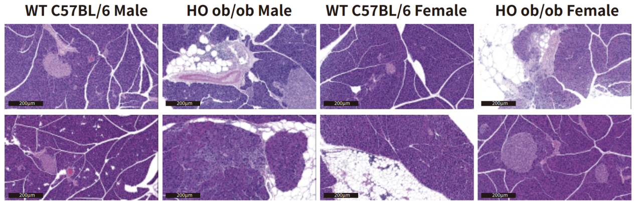 联合国糖尿病日│攻克糖尿病，这些小鼠模型很关键