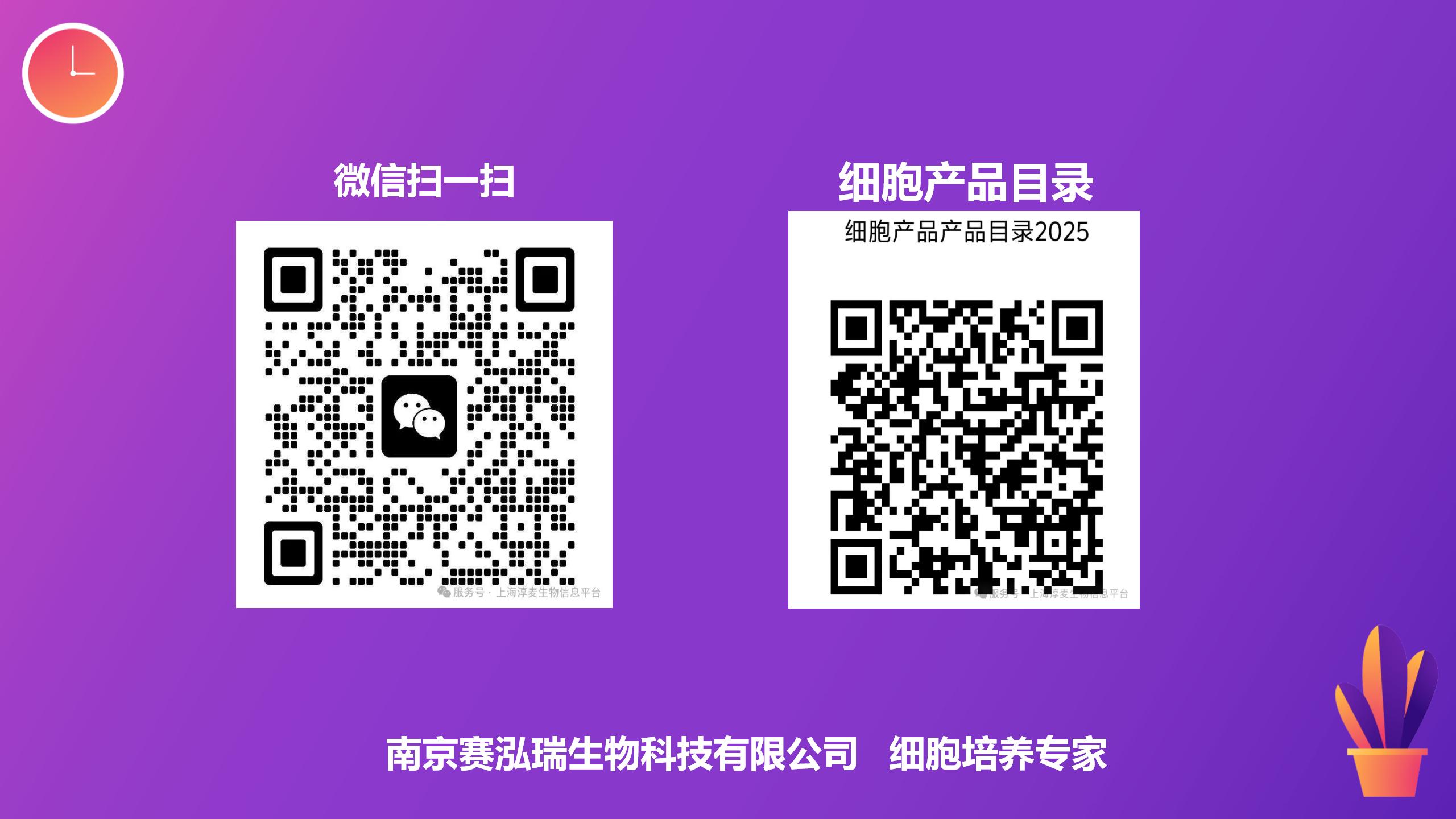 大鼠子宫平滑肌细胞（RUSMC）应用案例与技术方案