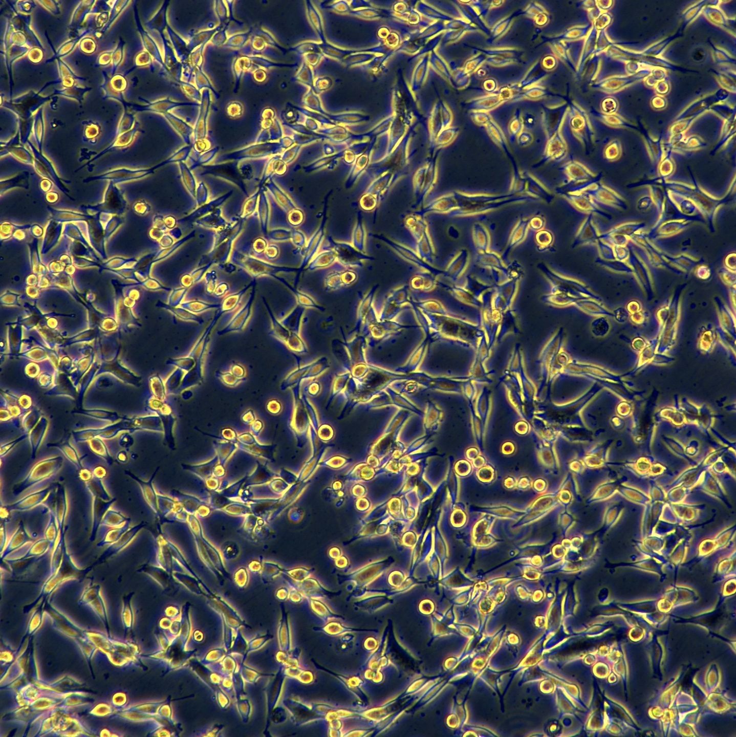 浙江美森-人黑素瘤细胞WM-266-4