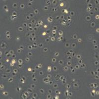 浙江美森-小鼠肝上皮细胞FL83B