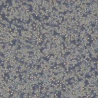 浙江美森-小鼠淋巴瘤细胞BW5147