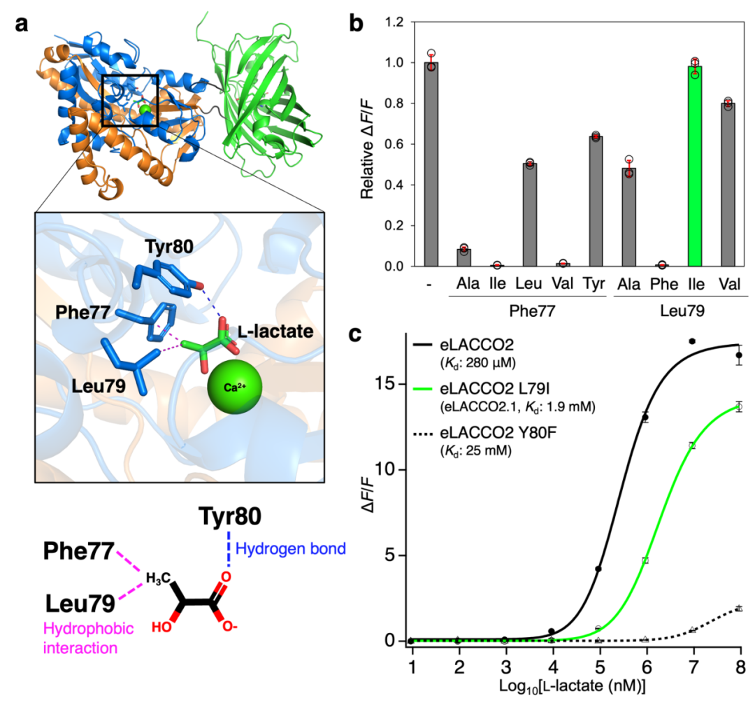 IF=16.6【新品推荐】Nat Commun｜日本东京大学研究团队开发用于光谱与空间多重荧光成像的L-乳酸探针
