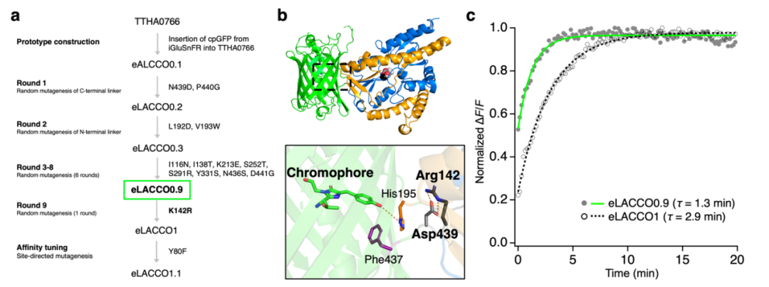 IF=16.6【新品推荐】Nat Commun｜日本东京大学研究团队开发用于光谱与空间多重荧光成像的L-乳酸探针