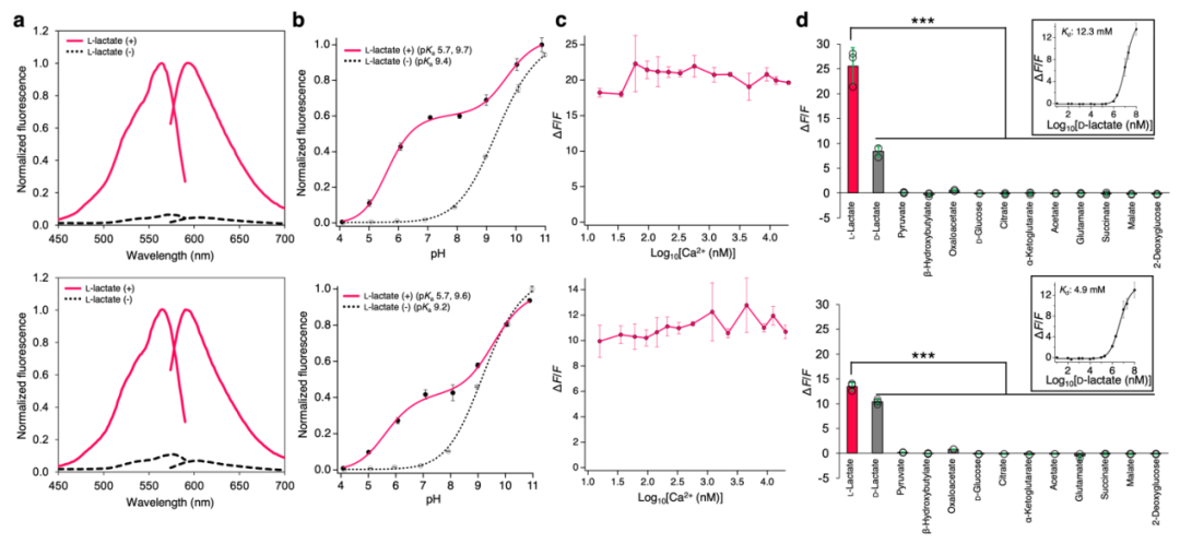 IF=16.6【新品推荐】Nat Commun｜日本东京大学研究团队开发用于光谱与空间多重荧光成像的L-乳酸探针