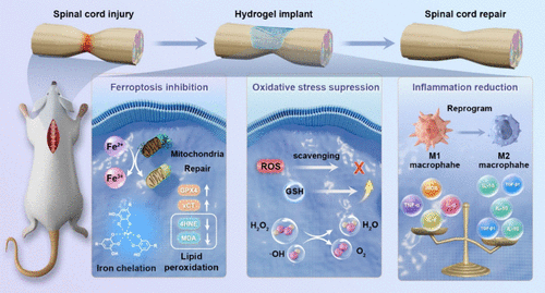 BMG LABTECH多功能酶标仪文献分享,川大及石河子大学科研团队发表在ACS Nano 上Adaptive Phenol-Based Hydrogel Embedded with Metformin Nanoparticles Targets Oxidative Stress and Ferroptosis for Spinal Cord Injury Repair报告