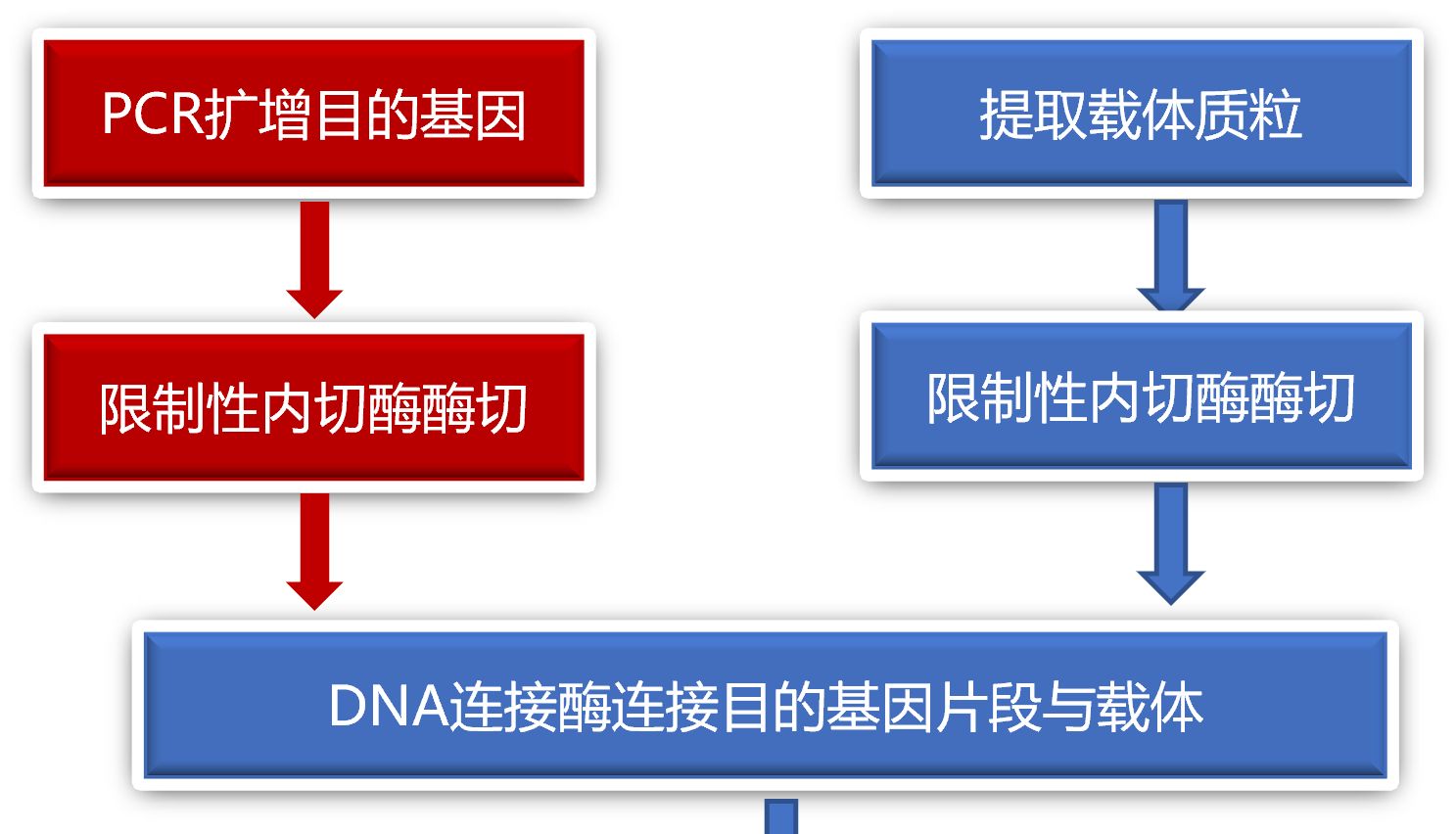 分子克隆实验技术详解：从基础原理到应用实践