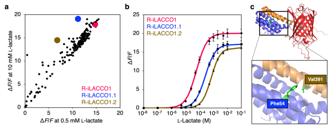IF=16.6【新品推荐】Nat Commun｜日本东京大学研究团队开发用于光谱与空间多重荧光成像的L-乳酸探针