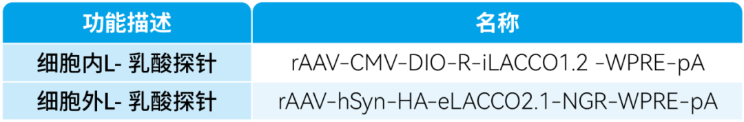 IF=16.6【新品推荐】Nat Commun|日本东京大学研究团队开发用于光谱与空间多重荧光成像的L-乳酸探针