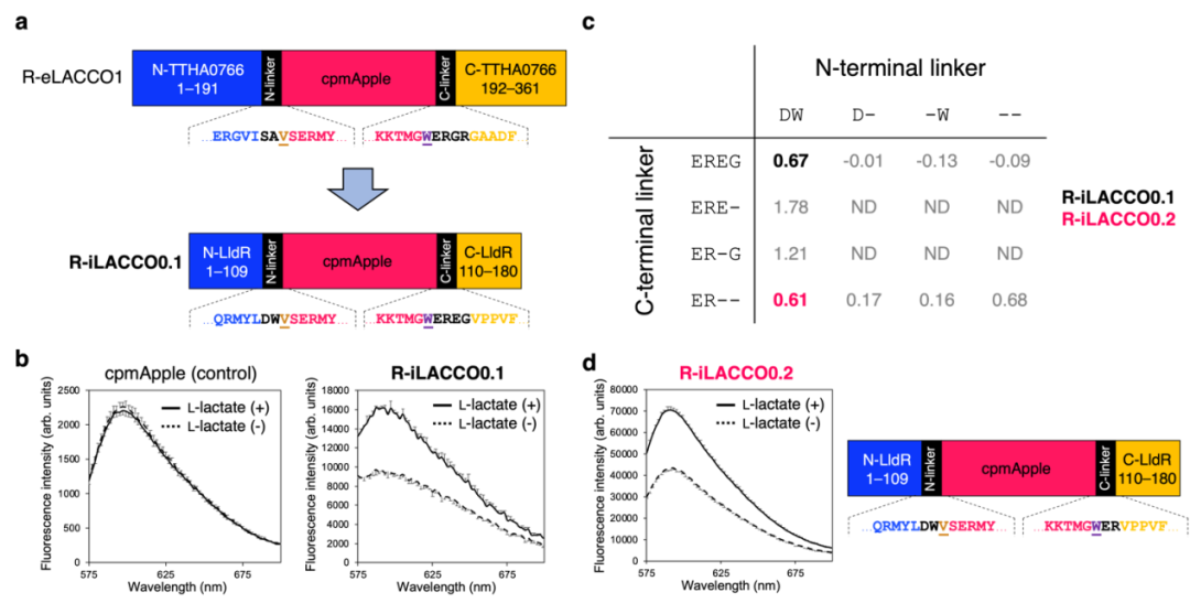 IF=16.6【新品推荐】Nat Commun｜日本东京大学研究团队开发用于光谱与空间多重荧光成像的L-乳酸探针