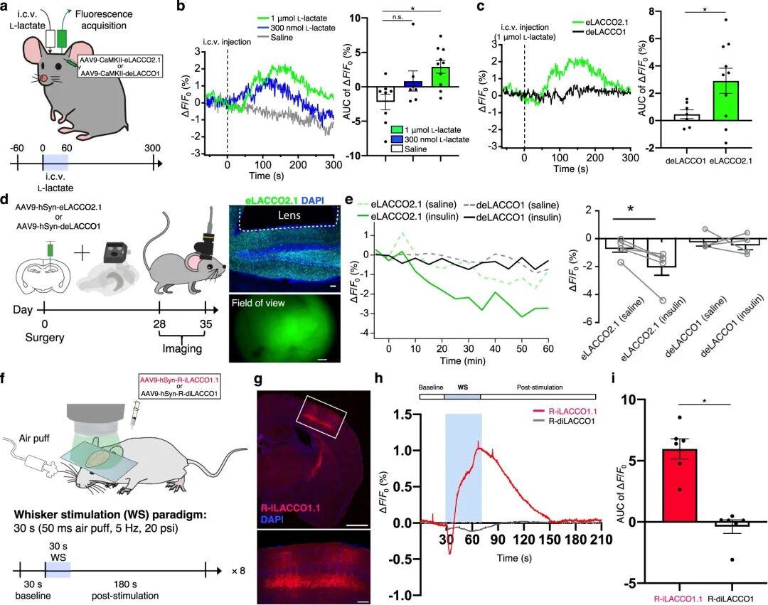 IF=16.6【新品推荐】Nat Commun｜日本东京大学研究团队开发用于光谱与空间多重荧光成像的L-乳酸探针