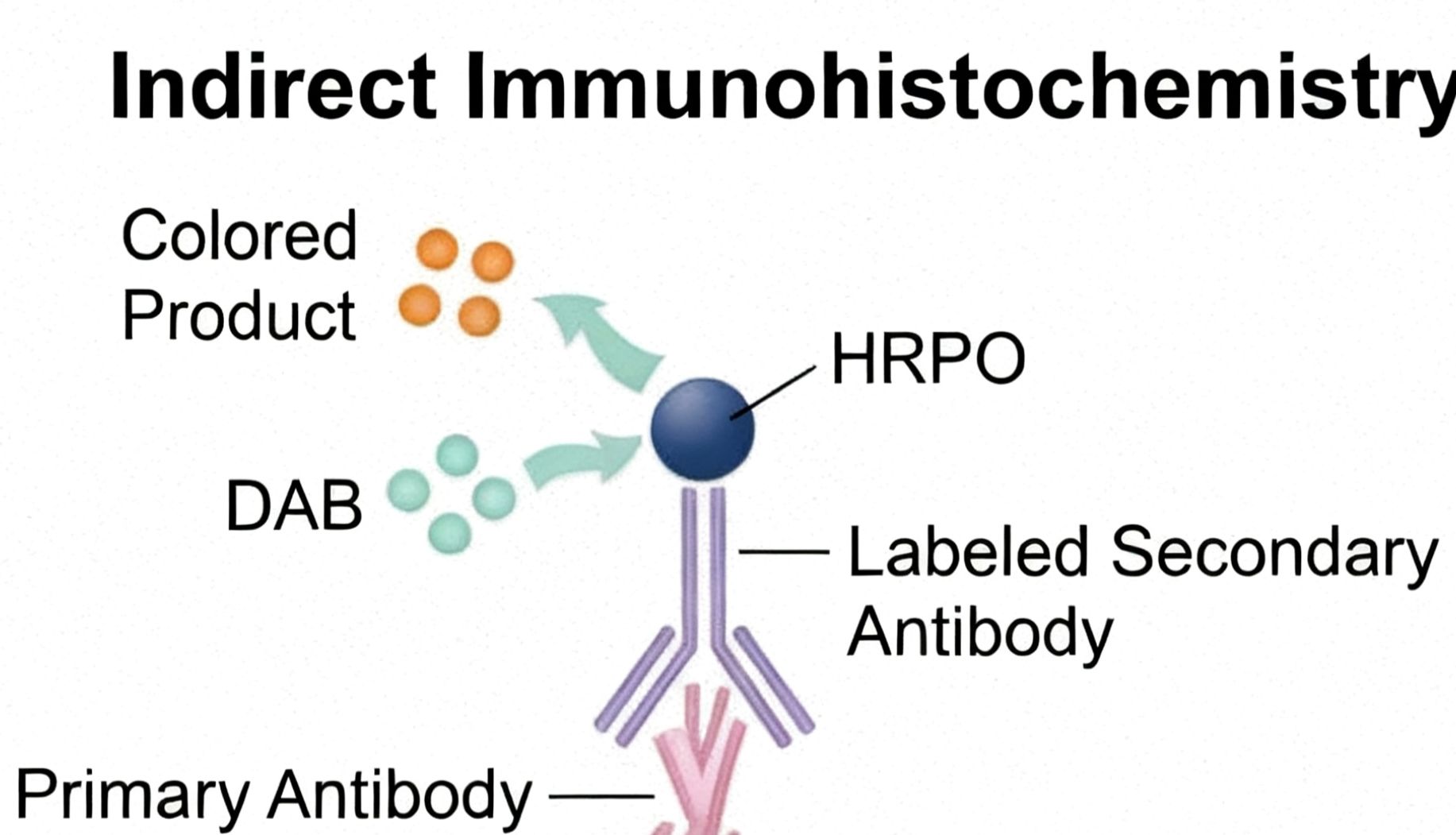 IHC抗体性能验证为何是免疫组化质量控制的基石？