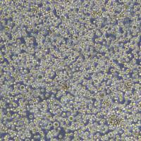 浙江美森-红白细胞白血病细胞HEL92.1.7