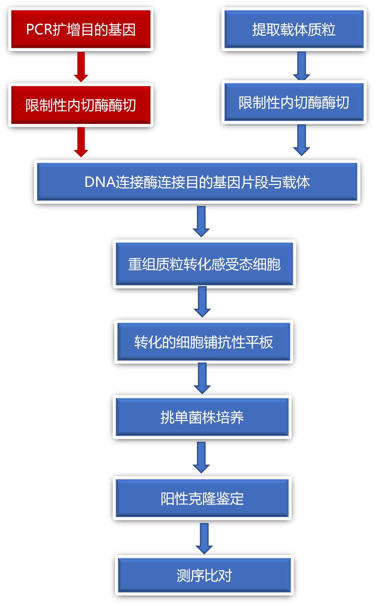 分子克隆实验技术详解:从基础原理到应用实践