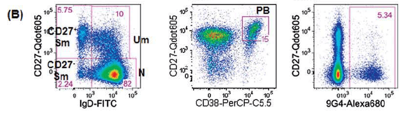 OMIP-003：12色分析人类记忆B细胞的表型
