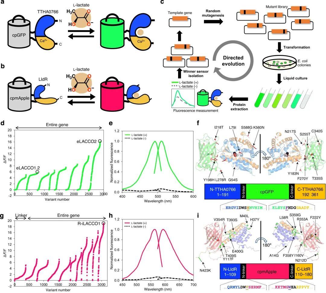 IF=16.6【新品推荐】Nat Commun｜日本东京大学研究团队开发用于光谱与空间多重荧光成像的L-乳酸探针