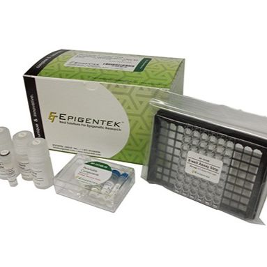 5-Methylcytosine (5-mC) Monoclonal Antibody [33D3]