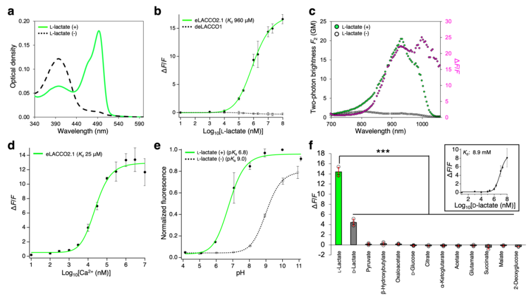 IF=16.6【新品推荐】Nat Commun｜日本东京大学研究团队开发用于光谱与空间多重荧光成像的L-乳酸探针