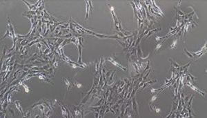 大鼠原代颈静脉内皮细胞