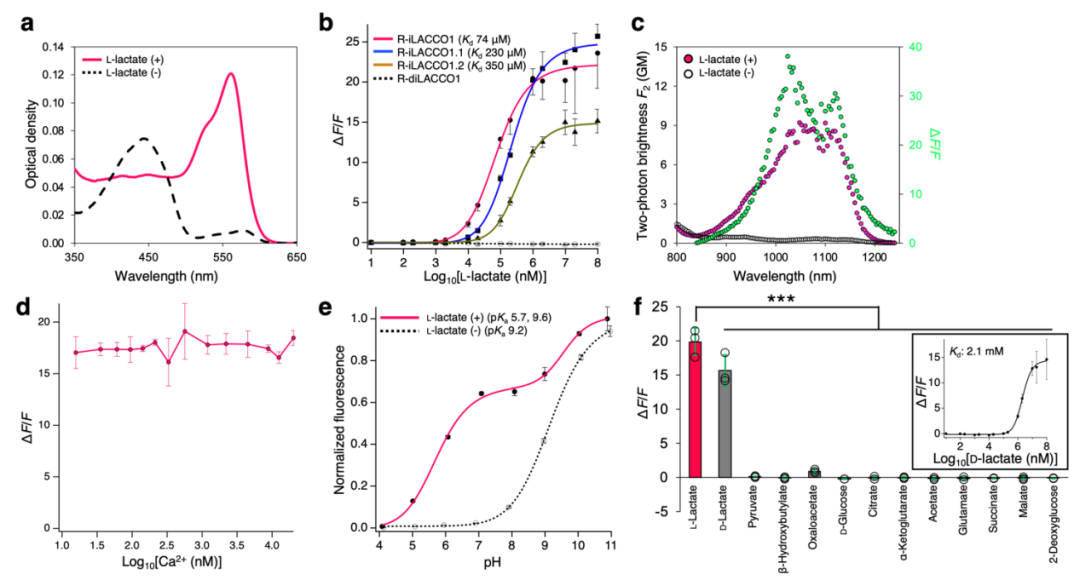 IF=16.6【新品推荐】Nat Commun｜日本东京大学研究团队开发用于光谱与空间多重荧光成像的L-乳酸探针