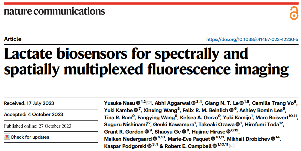 IF=16.6【新品推荐】Nat Commun|日本东京大学研究团队开发用于光谱与空间多重荧光成像的L-乳酸探针