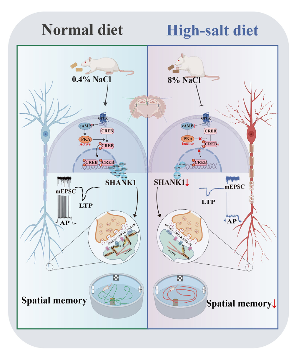 MED64平面微电极矩阵记录系统文章分享,湖北江汉大学，华中科技大学，湖北理工大学等联合科研团队发表在Advanced Science 上Long Term High-Salt Diet Induces Cognitive Impairments via Down-Regulating SHANK1