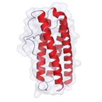 重组人IL-11蛋白 | Recombinant Human IL-11