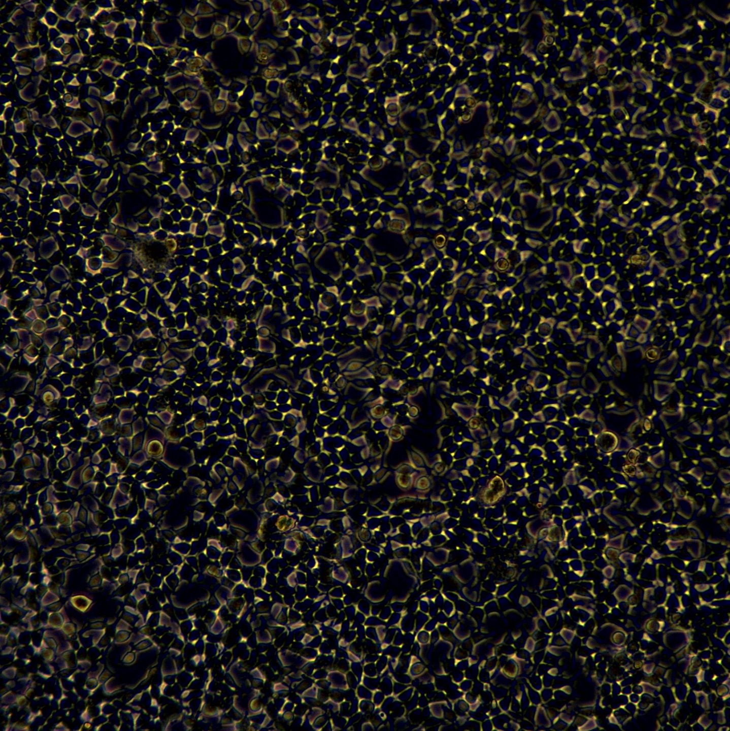 浙江美森-人胚肾细胞293T/17