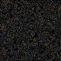 浙江美森-人胚肾细胞293T/17