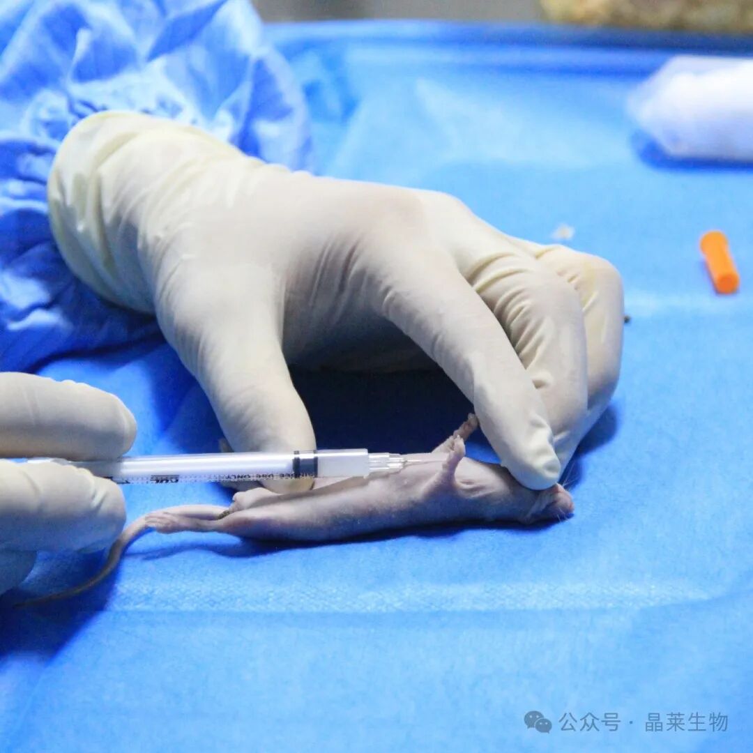 裸鼠细胞注射02.JPG