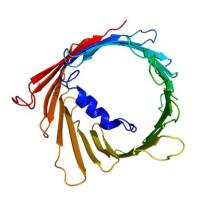 重组人VDAC1蛋白 | Recombinant Human VDAC1, 1-283aa