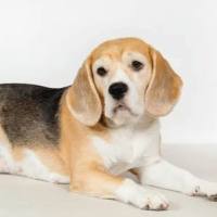 动物实验丨实验犬颞下颌关节紊乱病模型