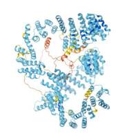重组人LRPPRC蛋白 | Recombinant Human LRPPRC, 1221-1394