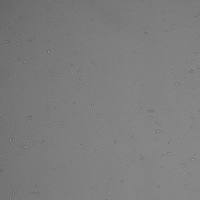 基因敲除单克隆稳定细胞株