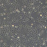 浙江美森-大鼠正常肾成纤维细胞 NRK-49F