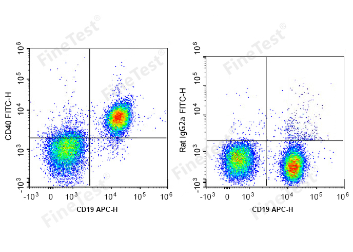 PerCP-Cy5.5 Anti-Rat CD44H Ant