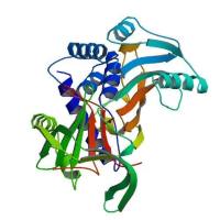 重组人SerpinA3蛋白 | Recombinant Human SerpinA3, 26