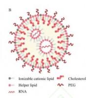 iRGD肽介导靶向的脂质体纳米颗粒(LNP)实现Toll样受体9激动剂CpG寡脱氧核苷酸(CpG ODN)的高效递送与免疫激活