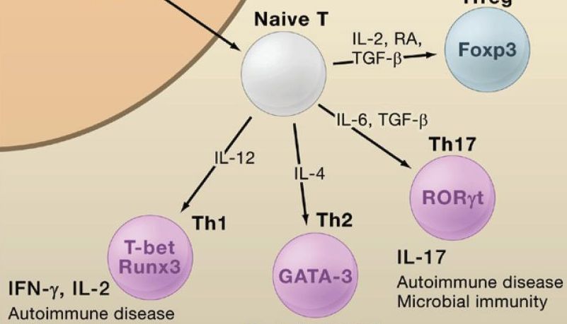同立海源CGT领域GMP级原料试剂，赋能Treg疗法提速提纯提可控性！