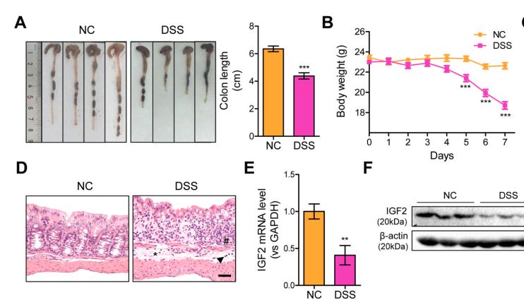 疾病研究“金标准”：一文囊括经典动物/细胞造模解决方案