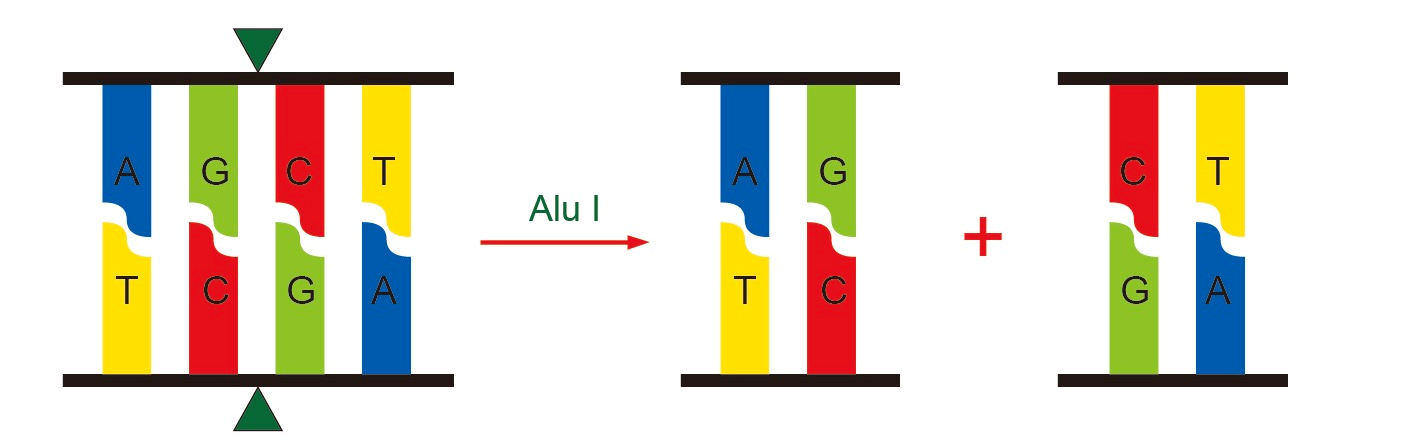 分子克隆:探索基因世界的“复制粘贴”术