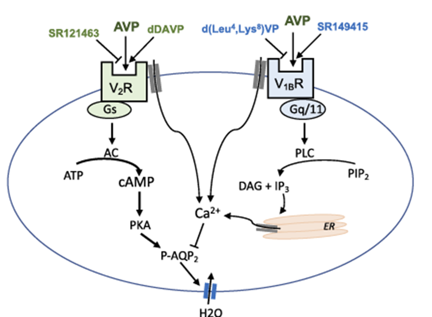 探索V1B受体：压力与情绪调节的关键角色